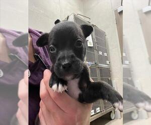 Labrador Retriever Dogs for adoption in Baytown, TX, USA