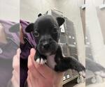 Small Labrador Retriever