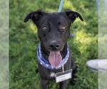 Small Labrador Retriever Mix