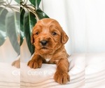 Small Photo #14 Australian Labradoodle Puppy For Sale in RIVERSIDE, CA, USA