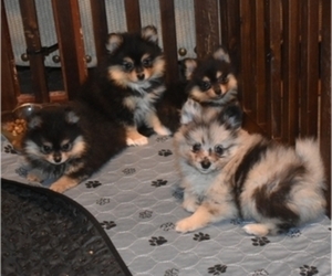 Pomeranian Litter for sale in DINWIDDIE, VA, USA