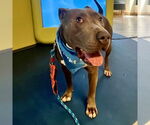 Small #7 American Staffordshire Terrier Mix