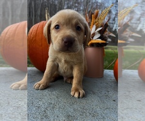 Labrador Retriever Puppy for sale in NEOLA, WV, USA