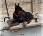 Small #1 Doberman Pinscher