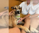Small #1 German Shepherd Dog Mix