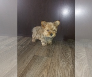 Yorkshire Terrier Puppy for sale in LAPEER, MI, USA