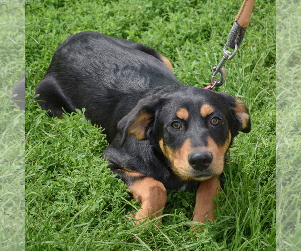 Medium Photo #5 Shepweiller Puppy For Sale in Huntley, IL, USA