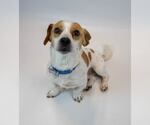 Small #4 Jackshund