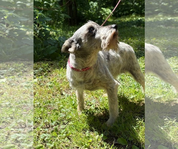 Medium Photo #4 Mutt Puppy For Sale in HOPKINSVILLE/PRINCETON, KY, NH, USA