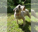 Small #3 Mutt