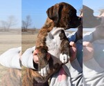 Small Photo #4 Boxer Puppy For Sale in HUMBOLDT, NE, USA