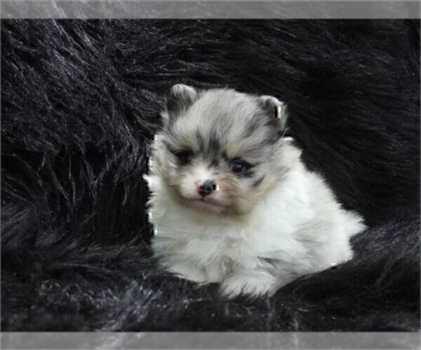 Medium Photo #5 Pomeranian Puppy For Sale in WEST PALM BEACH, FL, USA