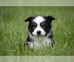 Small #4 Miniature Australian Shepherd