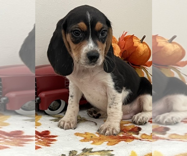 Medium Photo #3 Beagle Puppy For Sale in BEECH GROVE, IN, USA