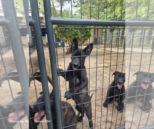 Medium Photo #10 Belgian Malinois Puppy For Sale in CRAWFORDVILLE, FL, USA