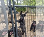 Small #9 Belgian Malinois