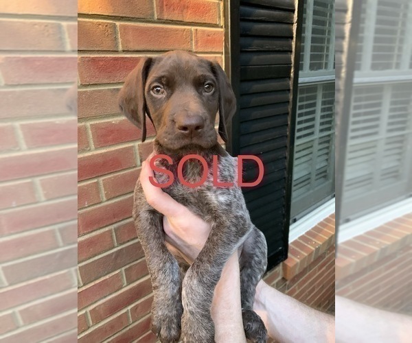 Medium Photo #13 German Shorthaired Pointer Puppy For Sale in MARIETTA, GA, USA