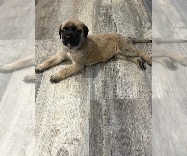 Medium Photo #16 Mastiff Puppy For Sale in CHESTERTON, IN, USA