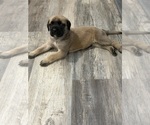 Small #15 Mastiff