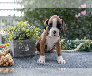 Medium Boxer