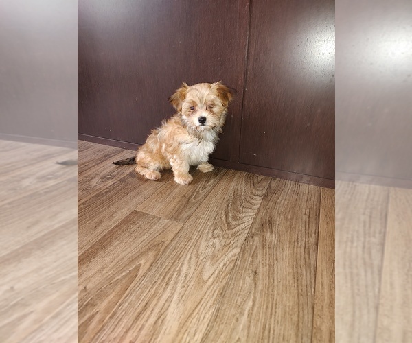Medium Photo #8 Maltese Puppy For Sale in LAPEER, MI, USA