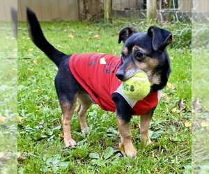 Kismet - Male Miniature English Bulldach Dog for Adoption - Photo #2
