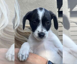 Labrador Retriever Mix Dog for Adoption in Dana Point, California USA