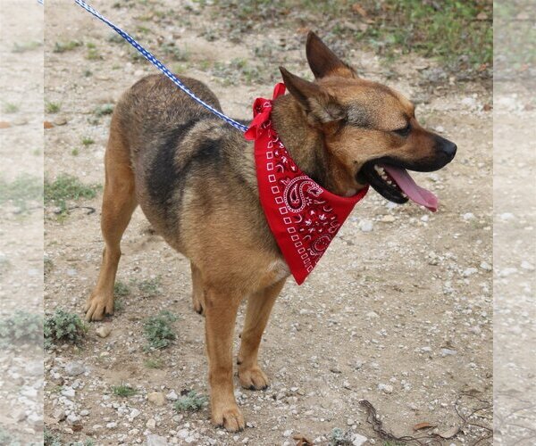 Medium Photo #3 Mutt Puppy For Sale in Bandera, TX, USA