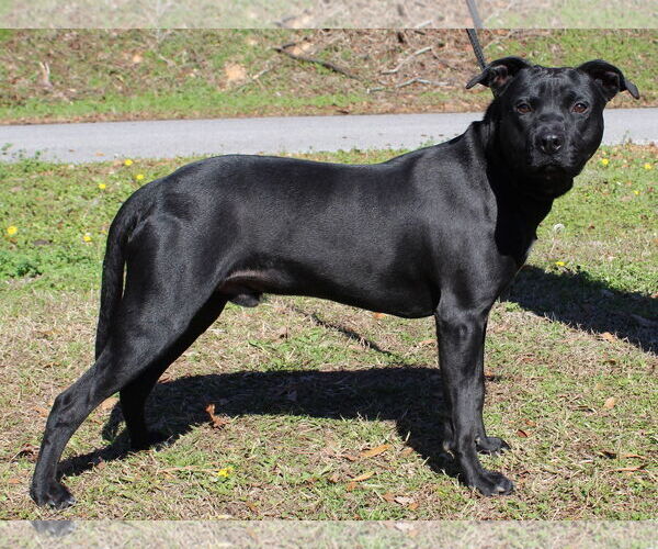Medium Photo #4 Labrador Retriever-Unknown Mix Puppy For Sale in Prattville, AL, USA
