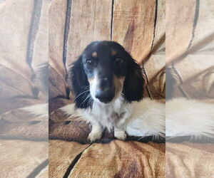 Father of the Dachshund puppies born on 08/27/2026