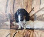 Small Photo #1 Dachshund Puppy For Sale in MEDFORD, OR, USA