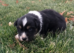 Australian Shepherd Puppy for sale in ROBERTS, IL, USA