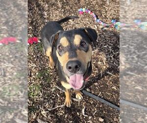 Black and Tan Coonhound-Unknown Mix Dogs for adoption in Waterford, VA, USA