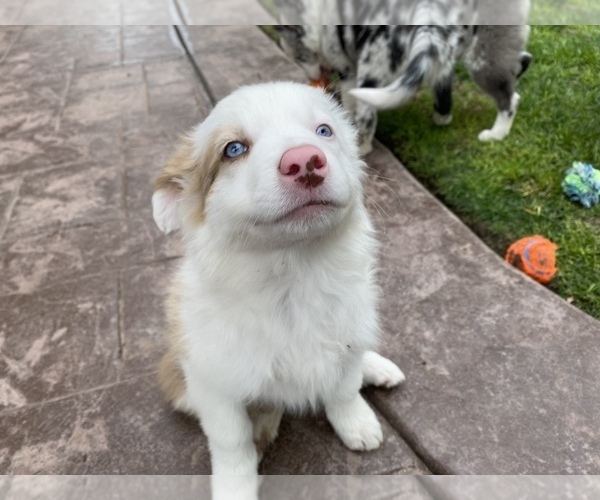 Medium Photo #1 Border Collie Puppy For Sale in CHULA VISTA, CA, USA