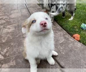 Border Collie Puppy for sale in CHULA VISTA, CA, USA