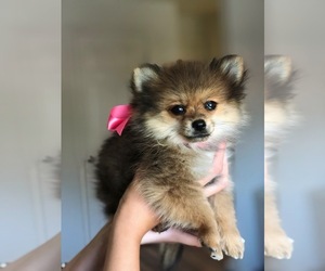 Pomeranian Puppy for sale in PROVO, UT, USA