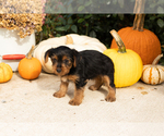 Small Photo #19 Yorkshire Terrier Puppy For Sale in NAPPANEE, IN, USA