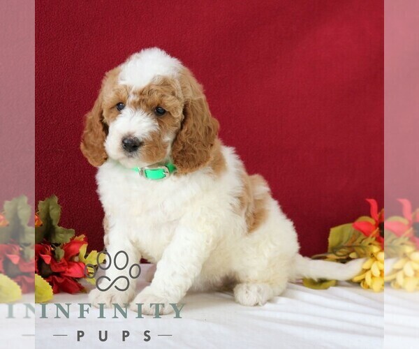 Medium Photo #5 Goldendoodle Puppy For Sale in GORDONVILLE, PA, USA