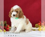 Small #4 Goldendoodle