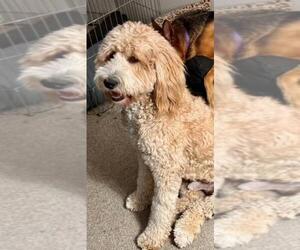 Father of the Double Doodle puppies born on 06/11/2025