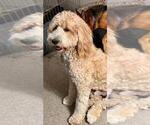 Small Photo #1 Double Doodle Puppy For Sale in HESPERIA, CA, USA