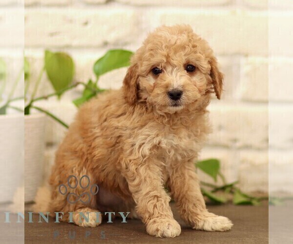 Medium Photo #2 Goldendoodle (Miniature) Puppy For Sale in NARVON, PA, USA