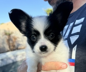 Papillon Puppy for sale in LAVEEN, AZ, USA
