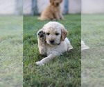 Small Photo #3 Goldendoodle Puppy For Sale in FREDONIA, KY, USA