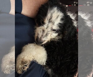 Bernese Mountain Dog-Poodle (Miniature) Mix Dogs for adoption in Valrico, FL, USA