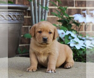 Labrador Retriever Puppy for sale in BIRD IN HAND, PA, USA