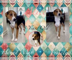 Mutt Dogs for adoption in Jacksonville, NC, USA