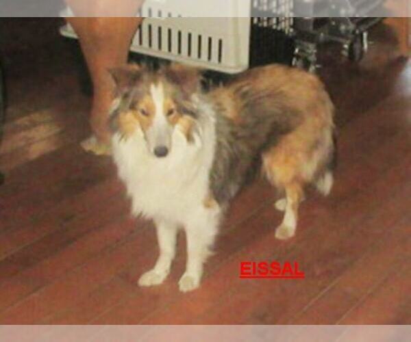 Medium Photo #1 Shetland Sheepdog Puppy For Sale in SOLON, ME, USA
