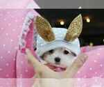 Small #9 Maltese