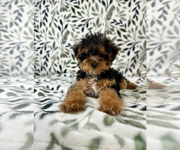 Medium Photo #6 YorkiePoo Puppy For Sale in GREENFIELD, IN, USA